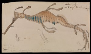 Weedy Zeedraak, Phyllopteryx foliatus door Ludwig Becker